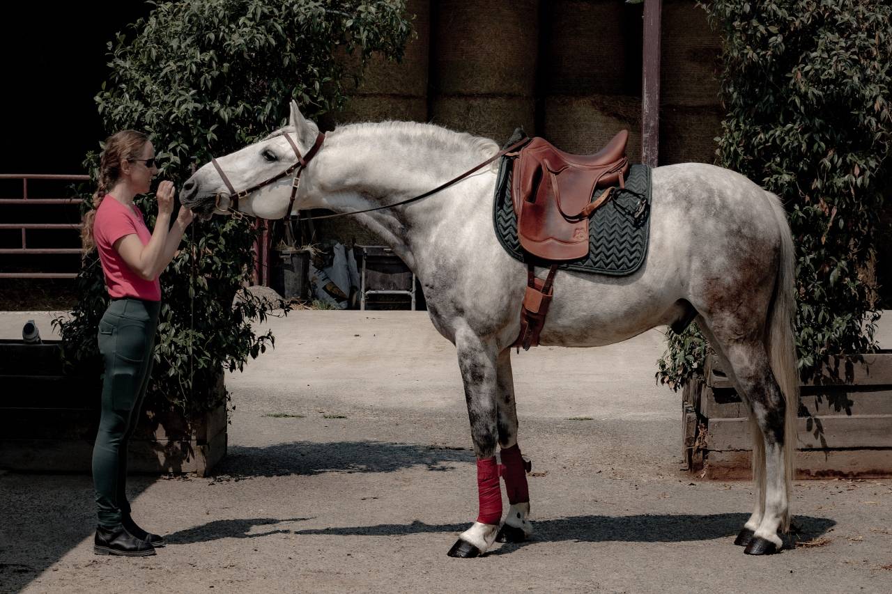 A vendre hongre portugais de 14ans