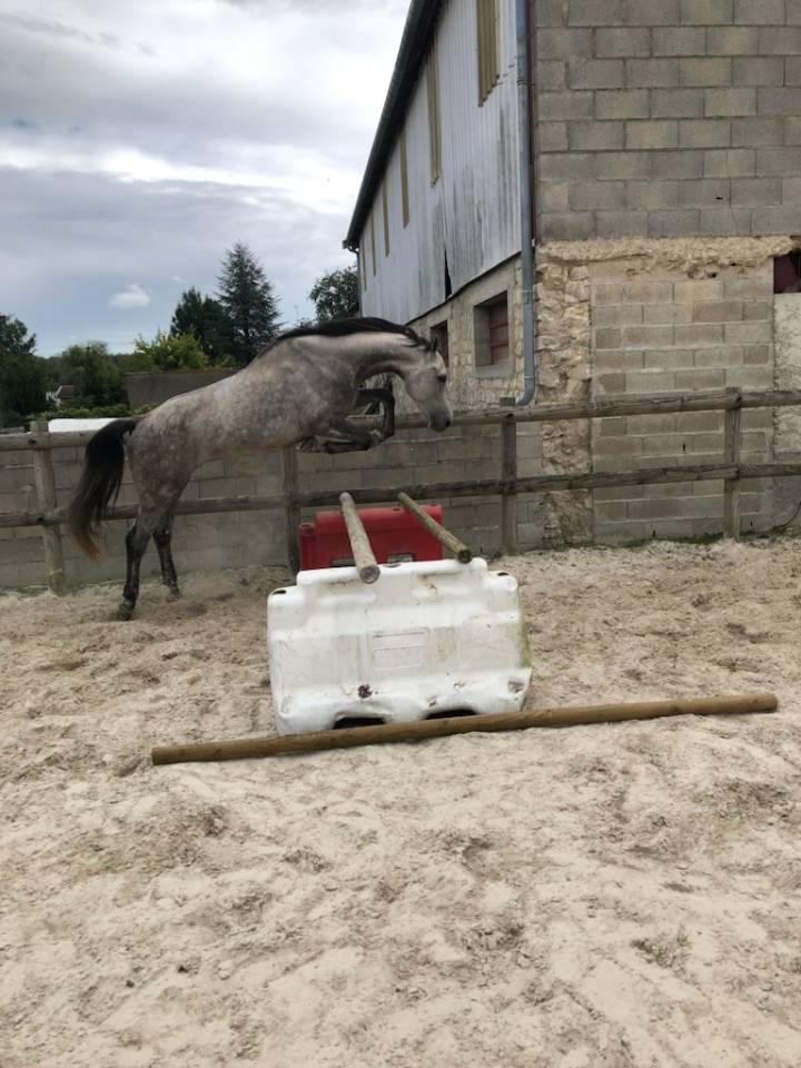 Kaprice de la Varenne cheval SF 5 ans