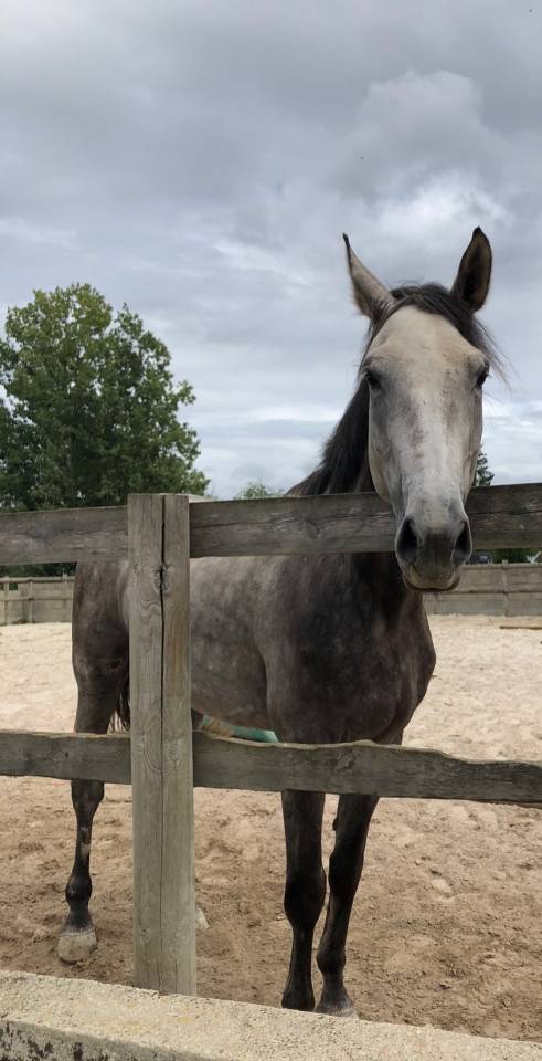 Kaprice de la Varenne cheval SF 5 ans