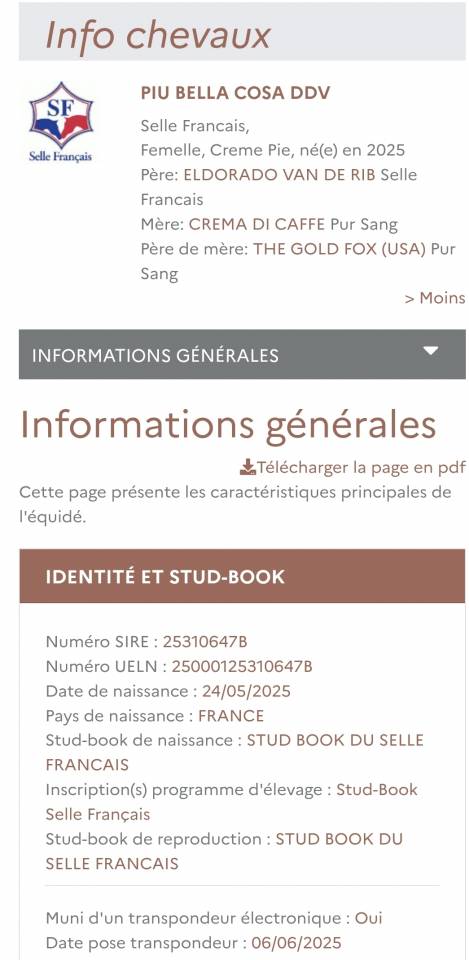 Pouliche SF 2025 pie crème par Eldorado Van de Rib