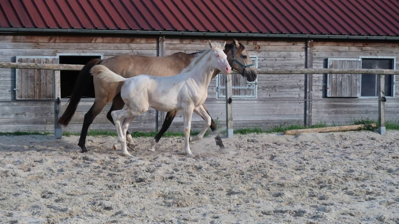 Pouliche SF 2025 pie crème par Eldorado Van de Rib