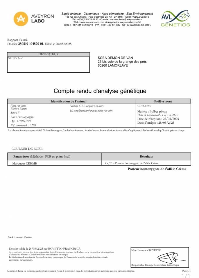 Pouliche SF 2025 pie crème par Eldorado Van de Rib