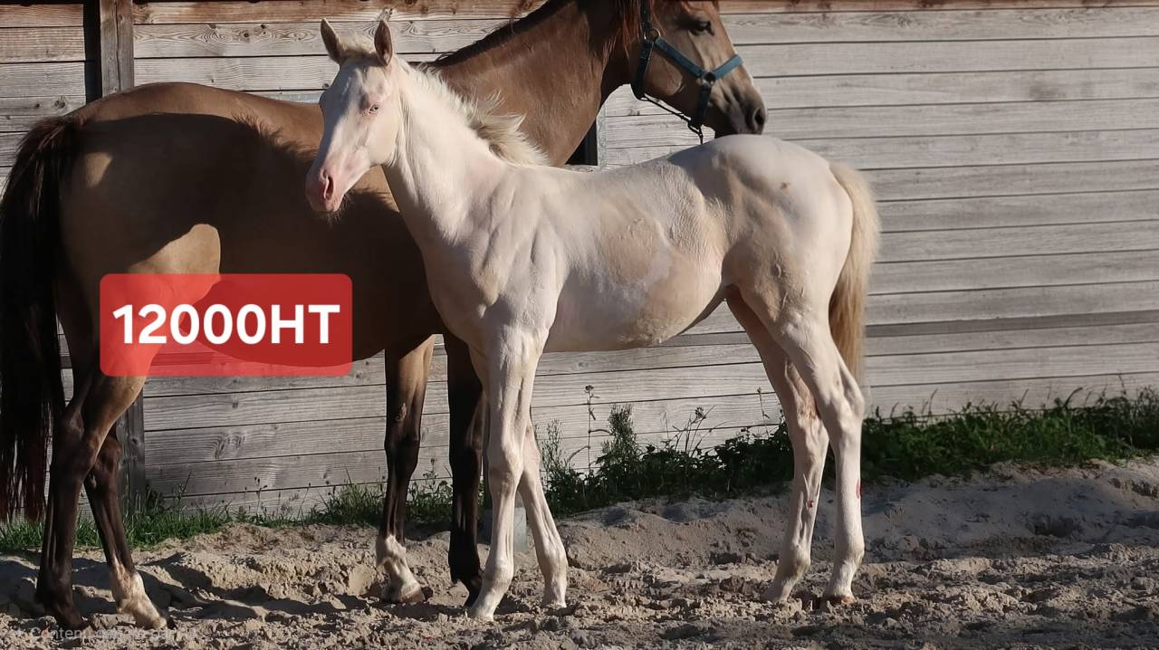 Pouliche SF 2025 pie crème par Eldorado Van de Rib