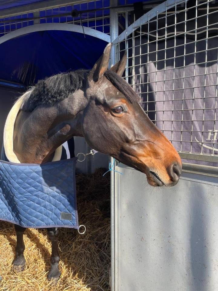 Top hongre 11 ans amateur ??