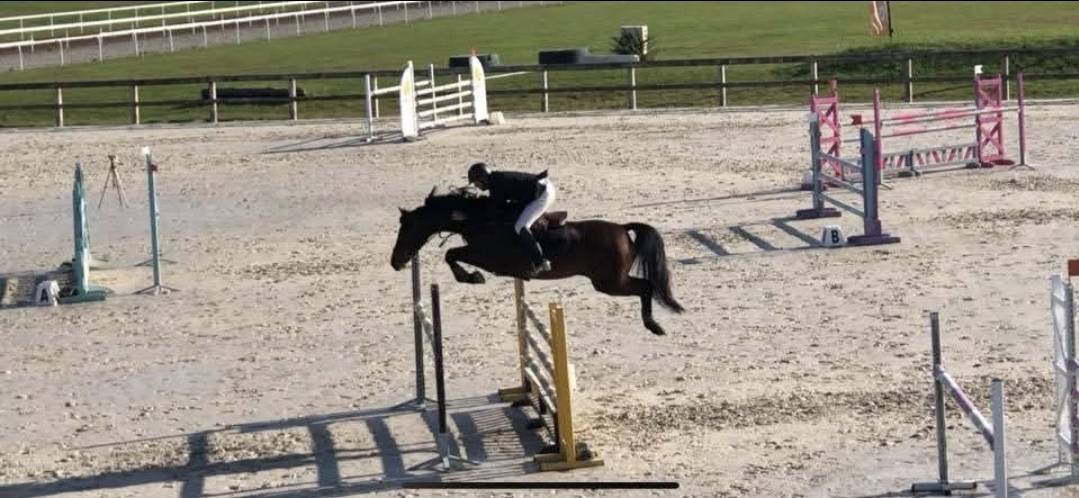 Top hongre 11 ans amateur ??