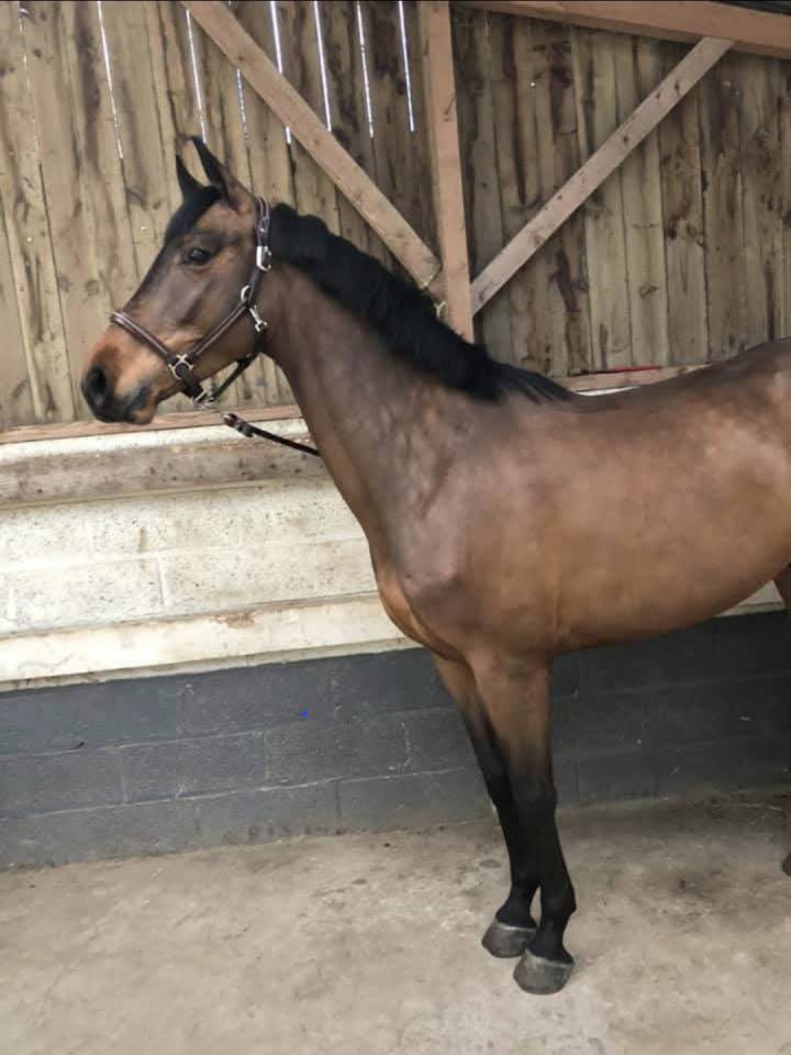 Top hongre 11 ans amateur ??