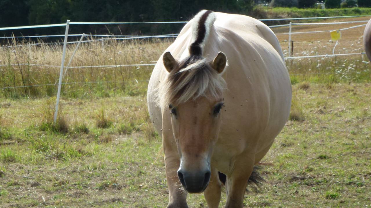 Cheval de loisir 21 ans, gentil et fiable