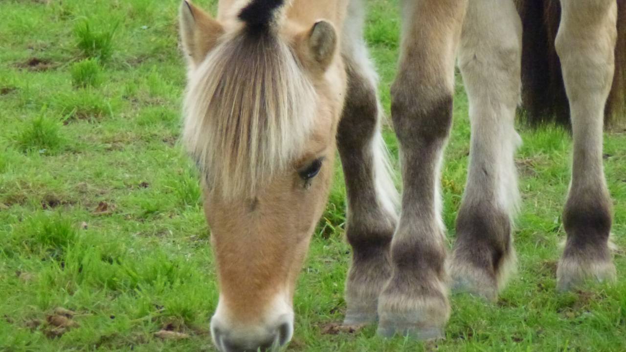 Cheval de loisir 21 ans, gentil et fiable