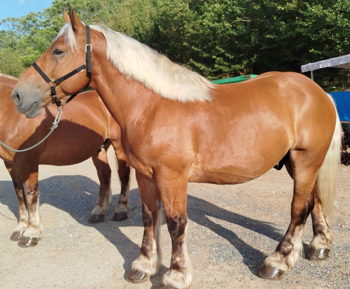 Chaval de trait comtois hongre PP dressés.