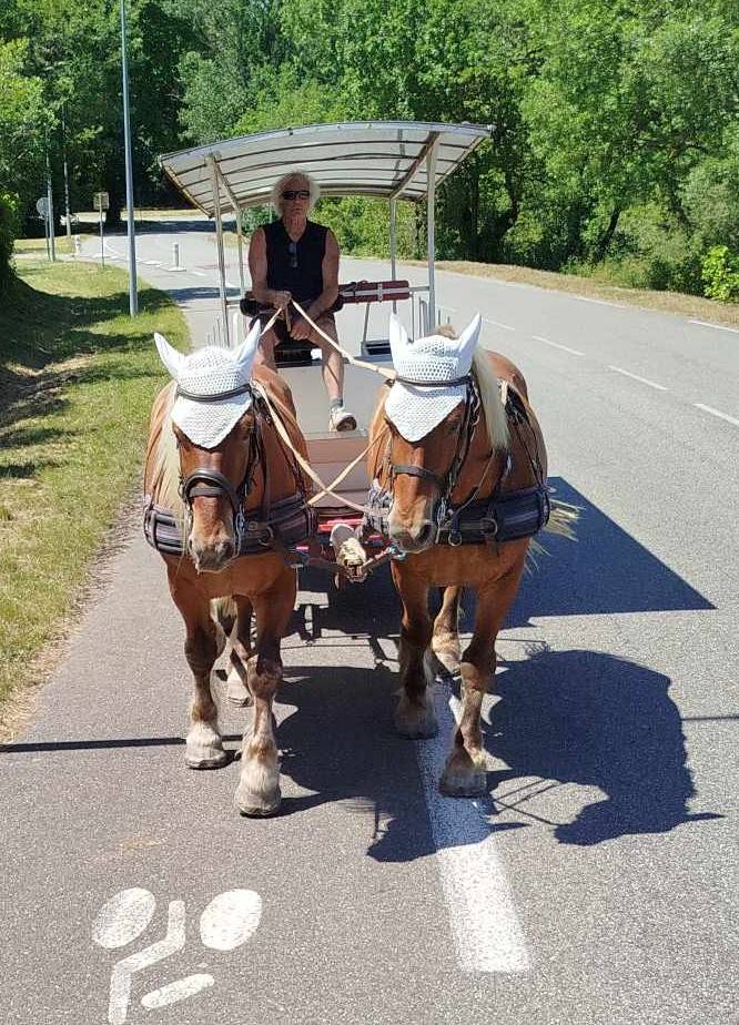 Chaval de trait comtois hongre PP dressés.