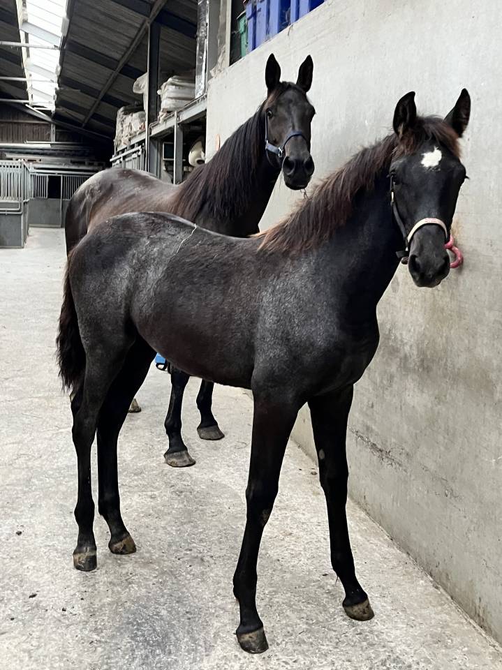 Poulinière KWPN bai foncé – 1m72 – par Voltaire