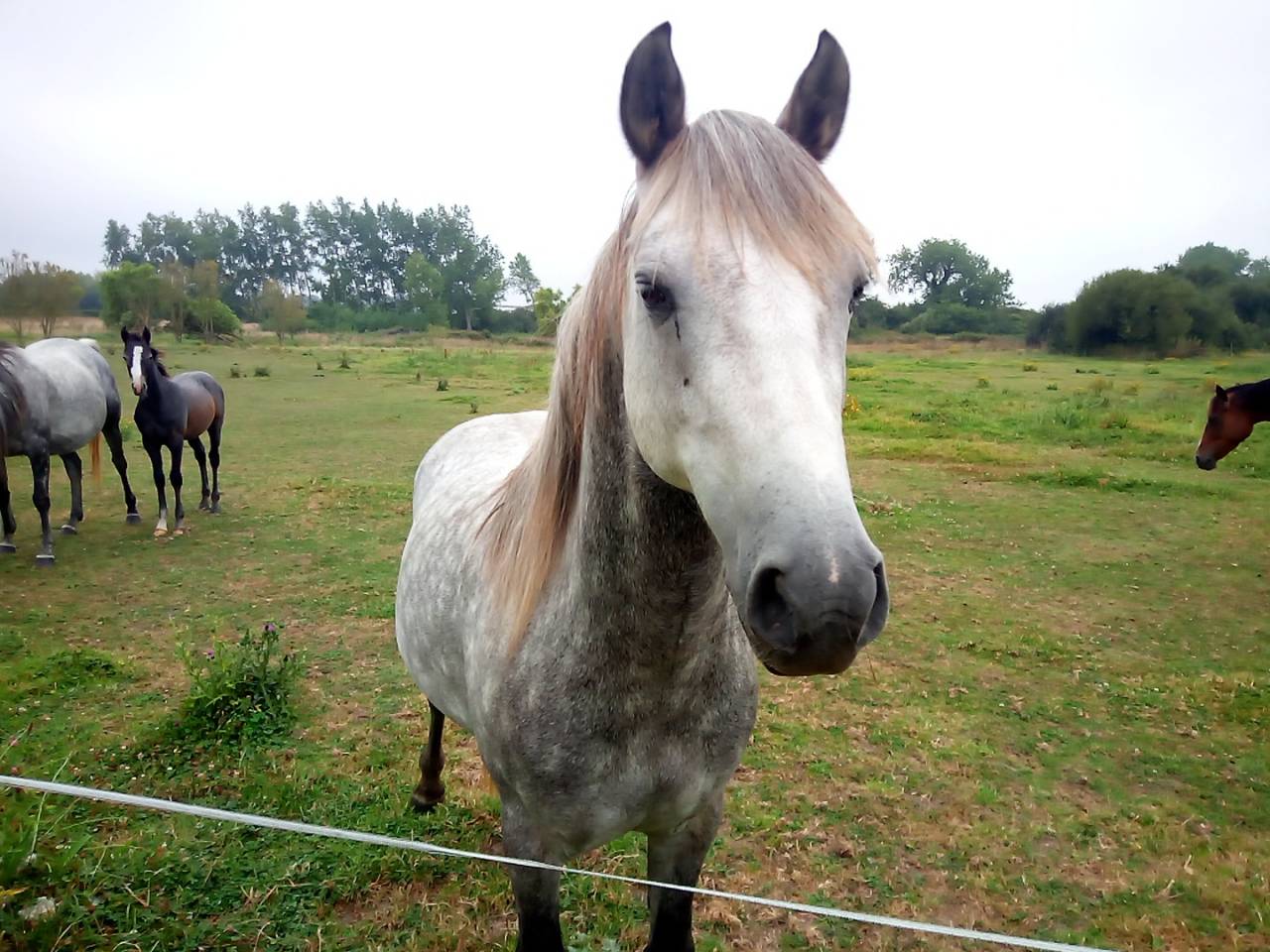 Poney D de 4 ans