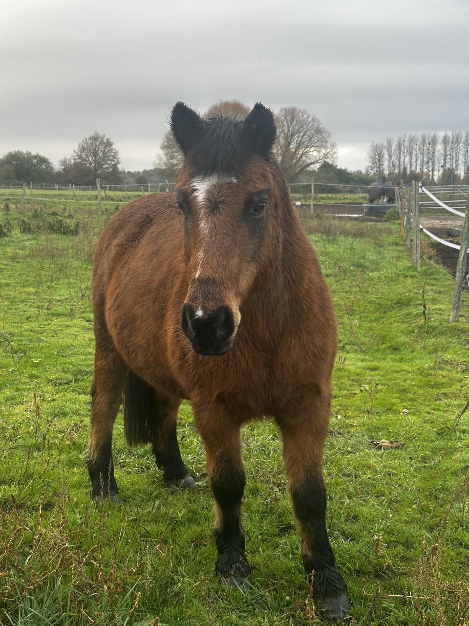Poney assurance vie pour enfants 
