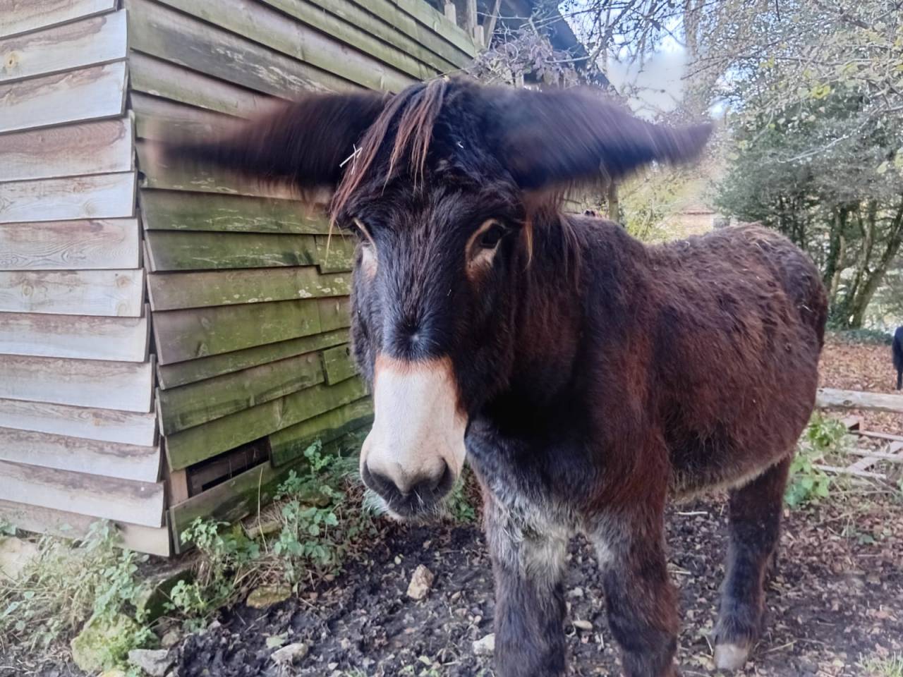 Baudet du Poitou livre B