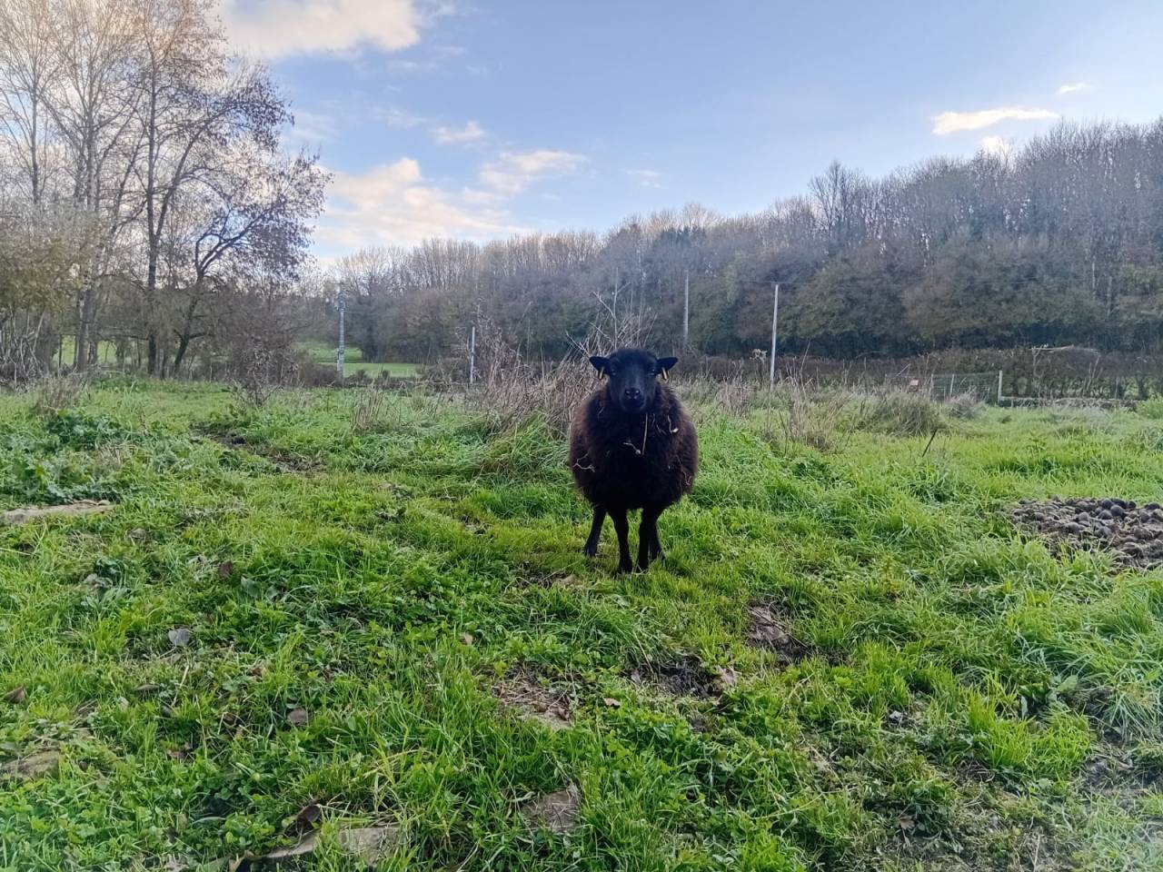 Baudet du Poitou livre B