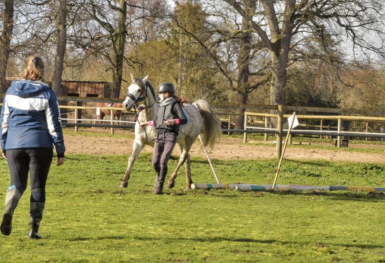 Cheval pour balade, dressage, trec