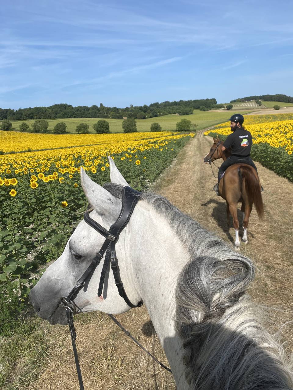 Cheval pour balade, dressage, trec