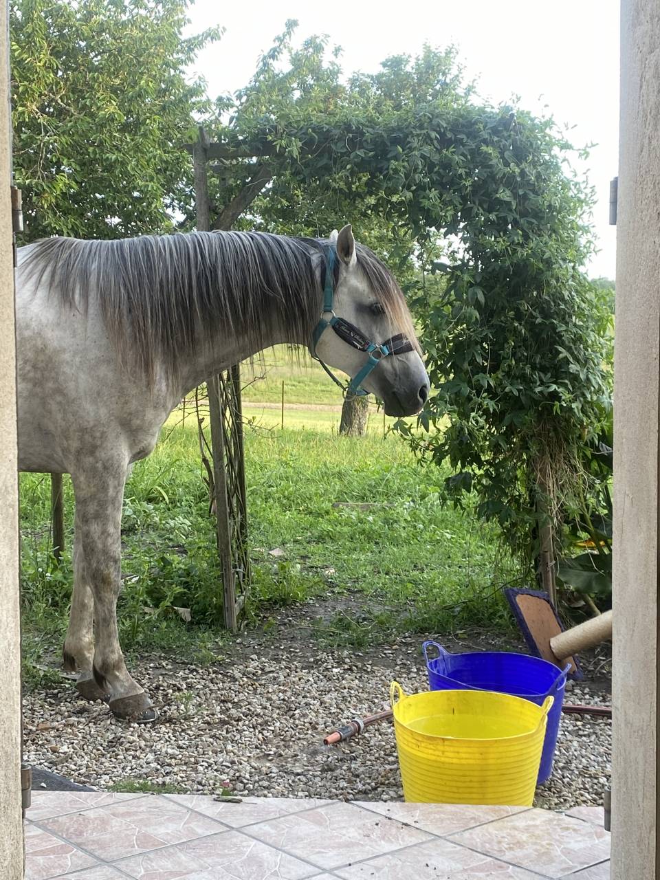 Cheval pour balade, dressage, trec