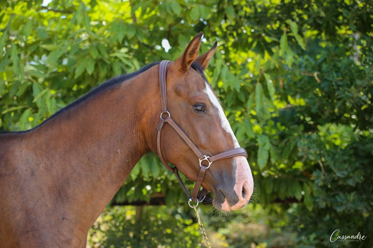 Super pouliche de 3 ans /solid gold 