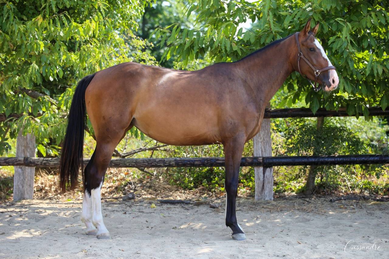 Super pouliche de 3 ans /solid gold 