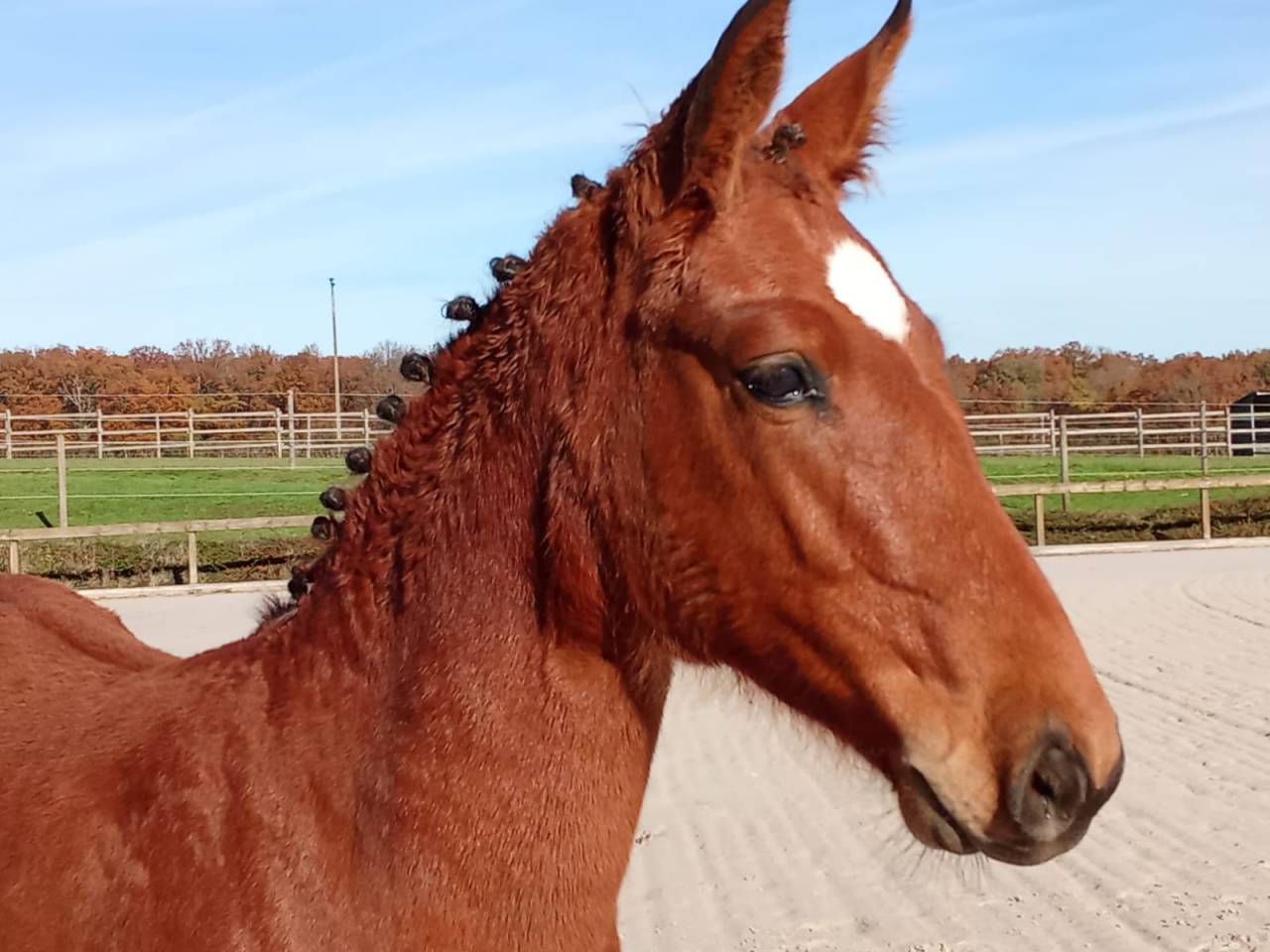 Pouliche au pedigree 5*