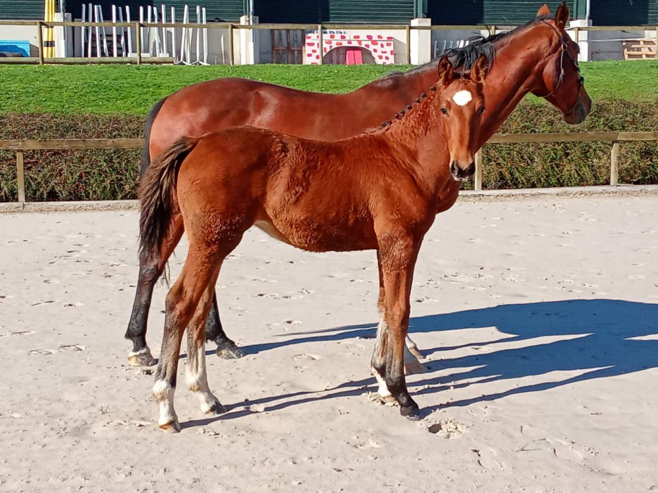 Pouliche au pedigree 5*