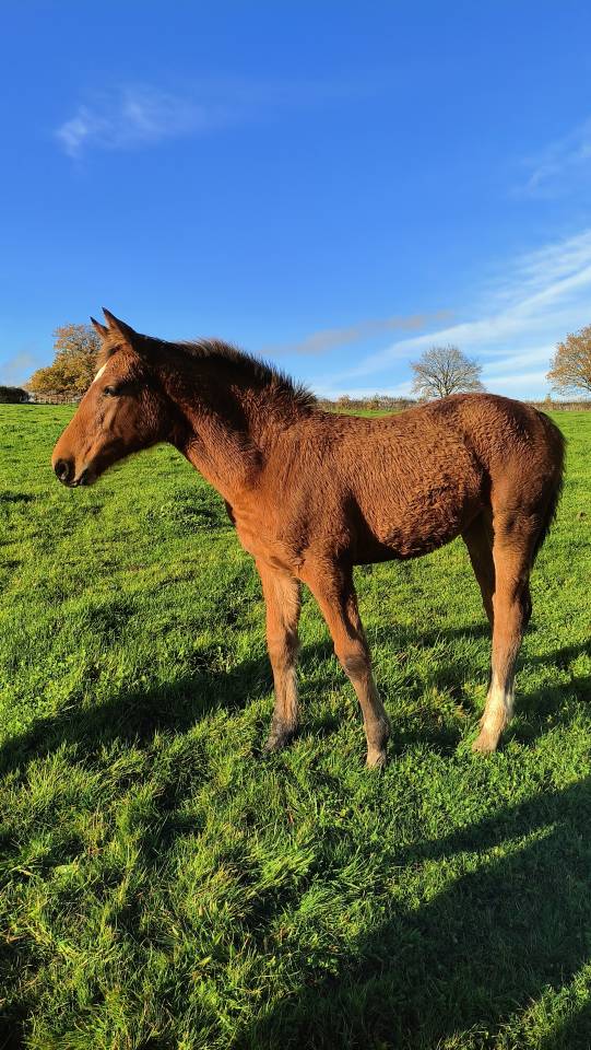 Magnifique Pouliche au pedigree 5*