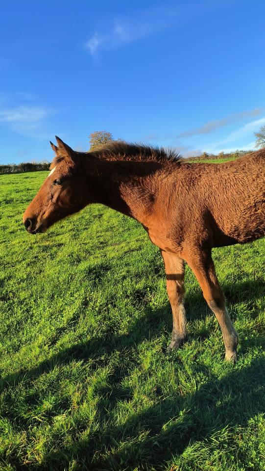 Magnifique Pouliche au pedigree 5*