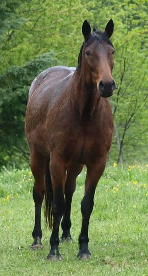 poulinière , TF , 2009