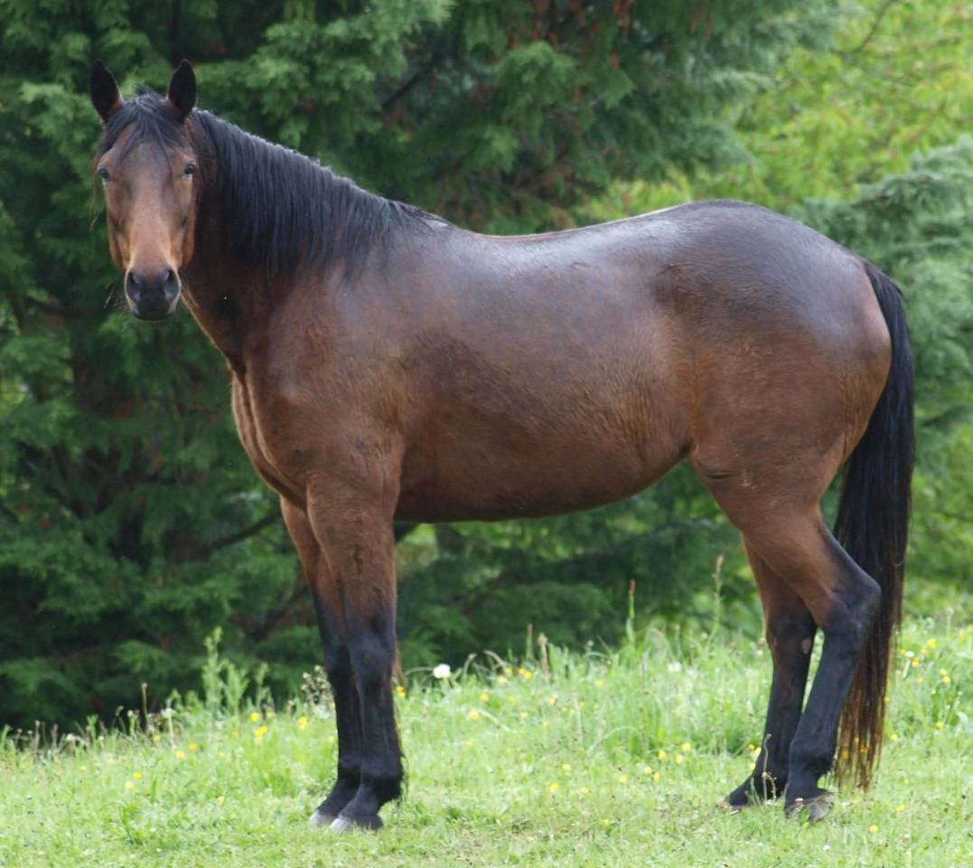 poulinière , TF , 2009