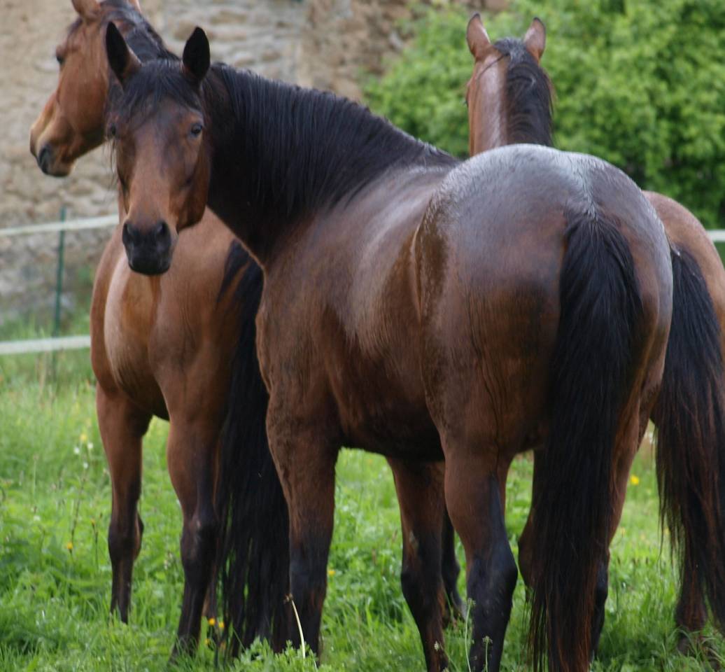 poulinière , TF , 2009