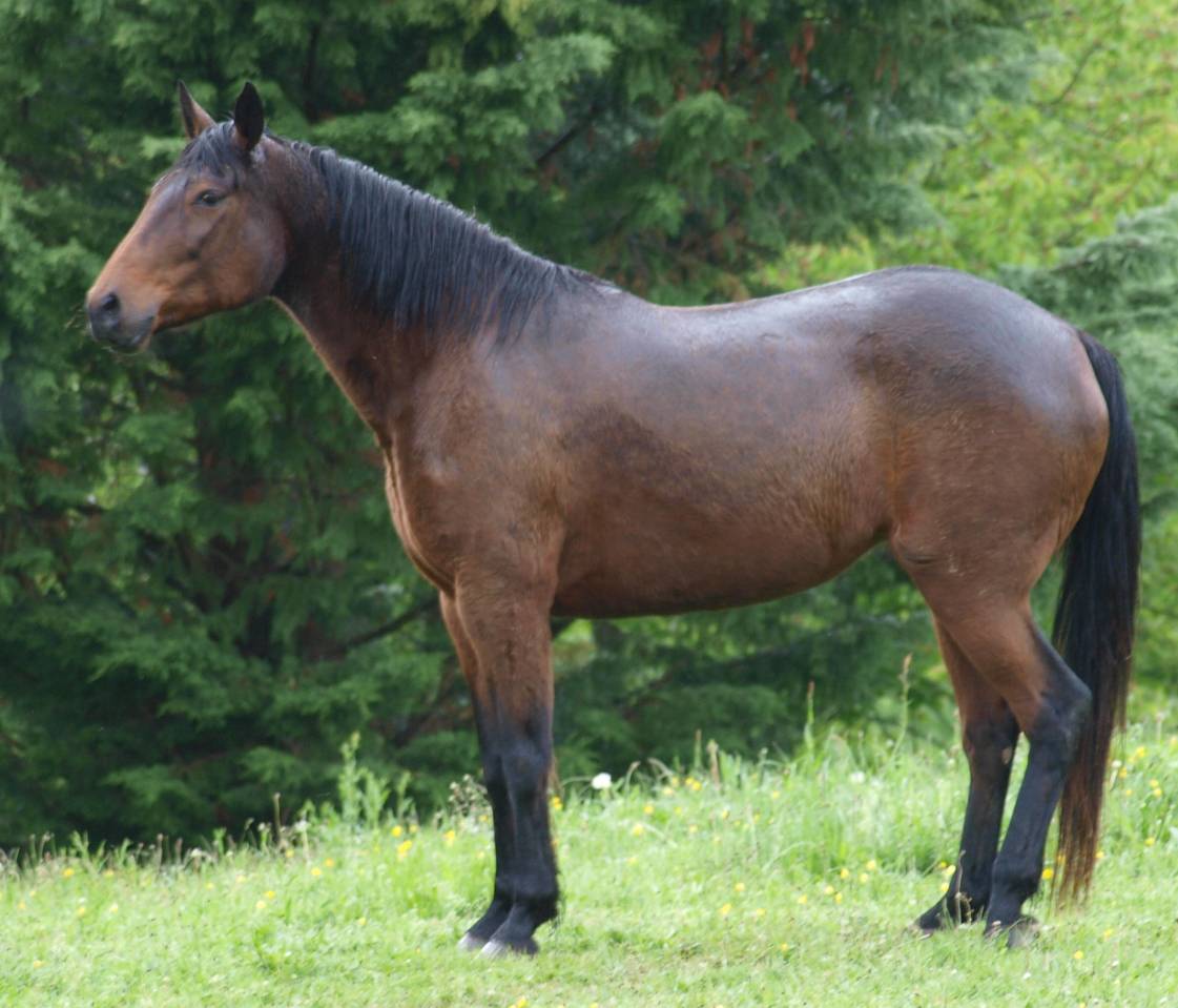 poulinière , TF , 2009