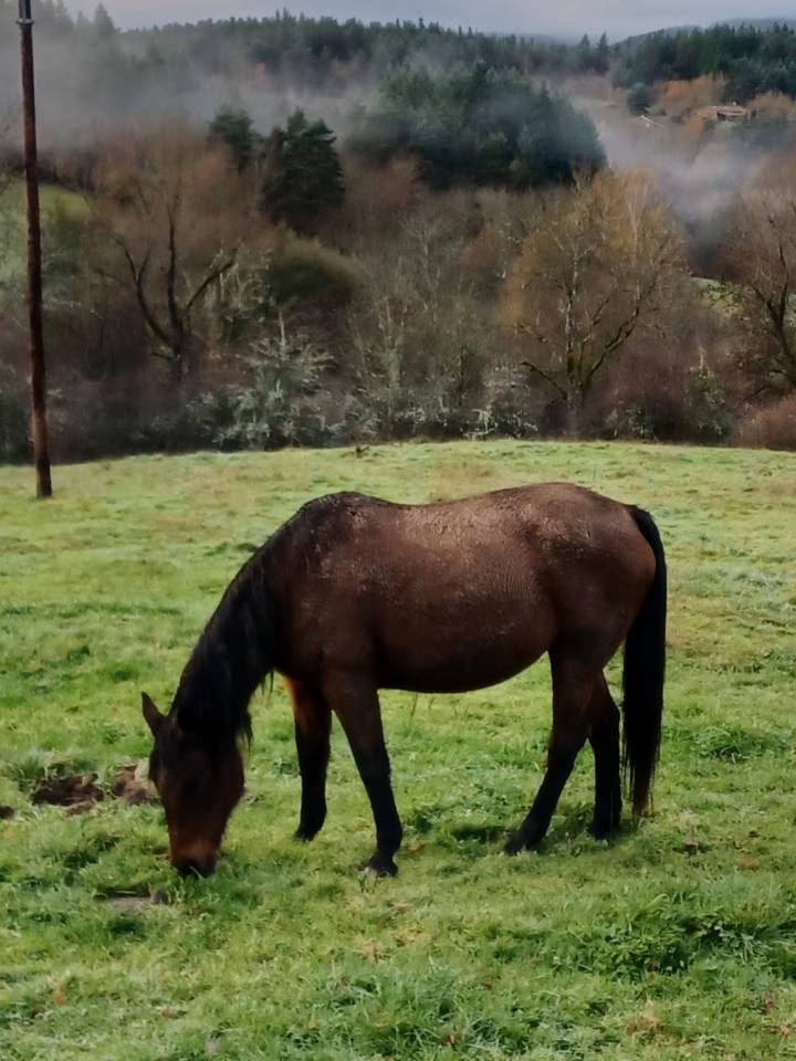 poulinière , TF , 2009