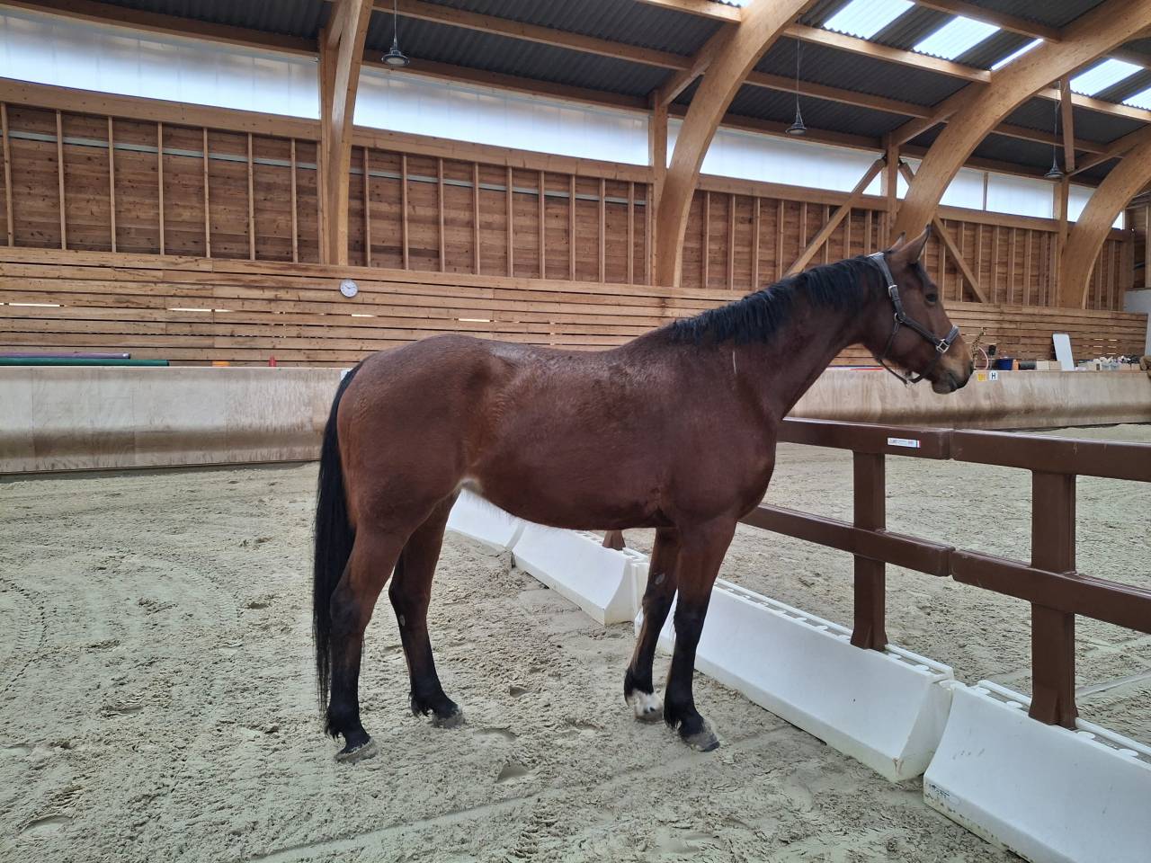 Jewel de Vikland – Poulinière SF