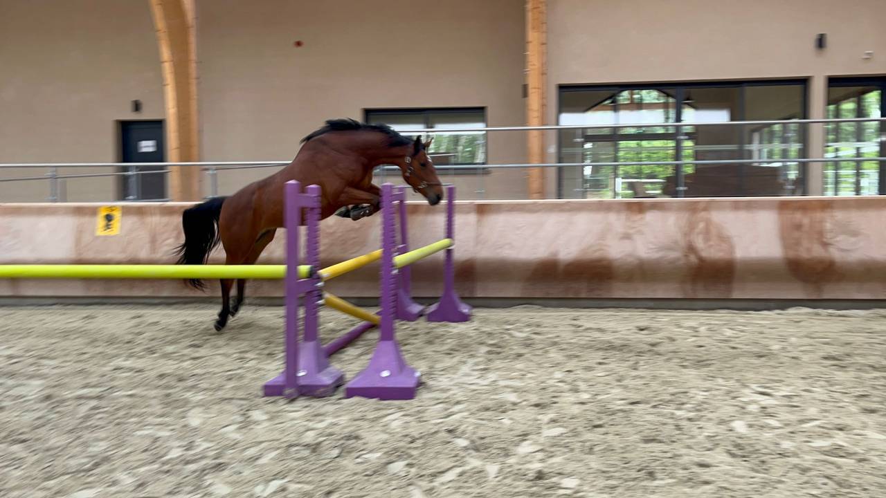 Jewel de Vikland – Poulinière SF