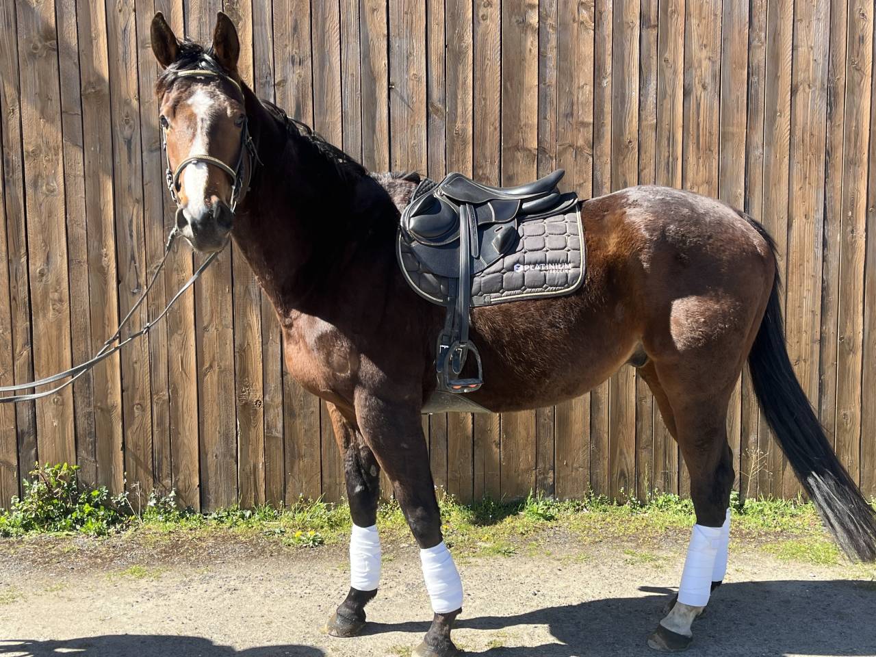 Cheval de sport et loisir 