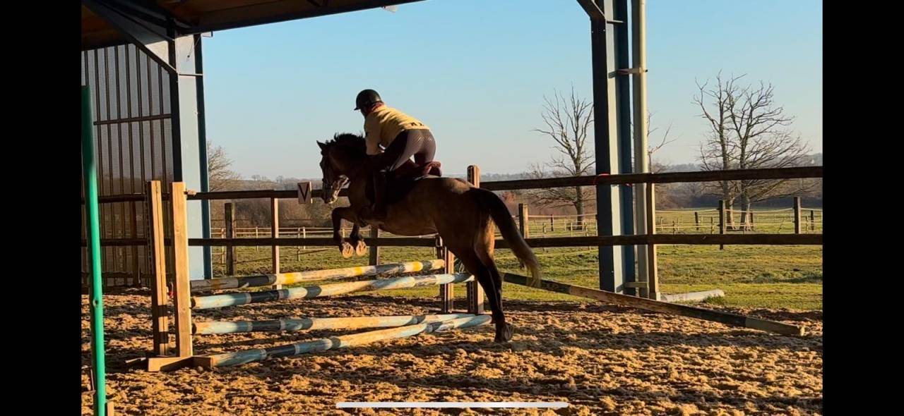 Hongre OC inscriptible new forest 