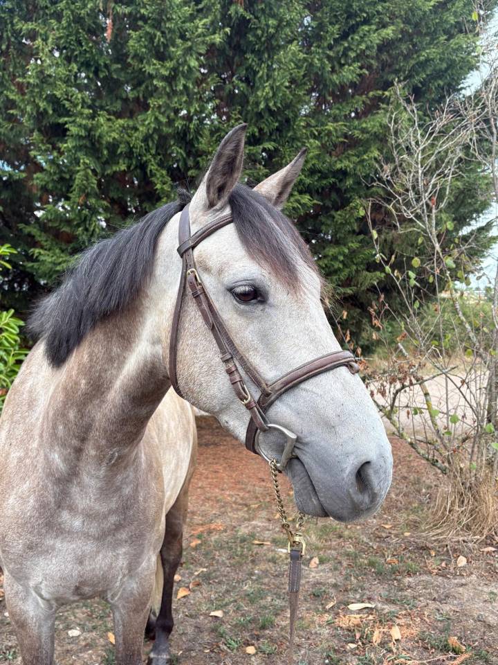 Hongre OC inscriptible new forest 