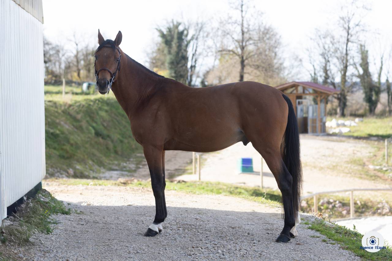 Mâle Oldenbourg 4 ans 