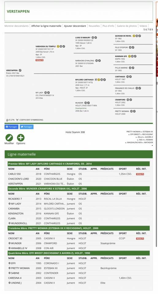 Mâle Oldenbourg 4 ans 