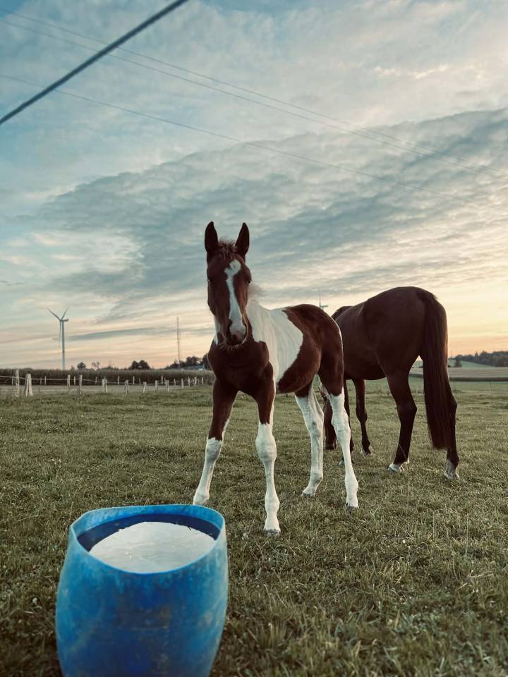 ✨ Disponible – Tip-Top de Lady J 2025 ✨