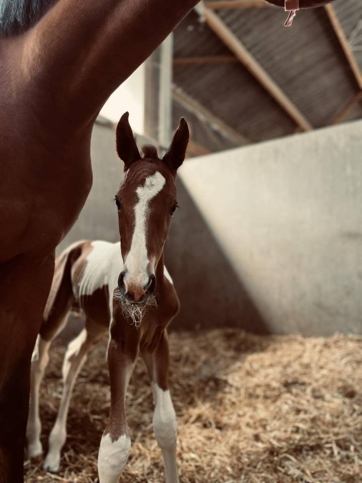 ✨ Disponible – Tip-Top de Lady J 2025 ✨