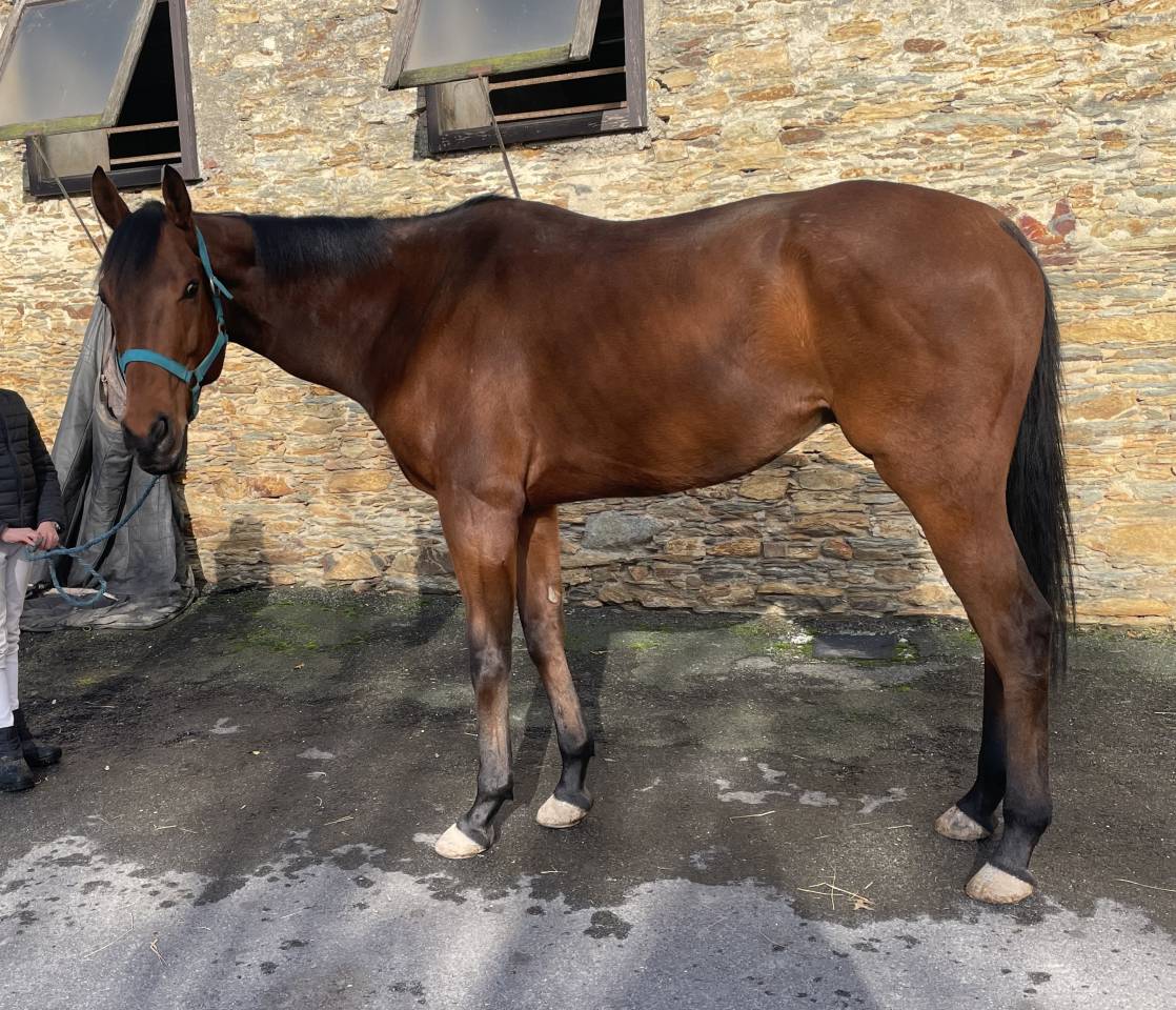 Hongre 7 ans PS réformé de courses 