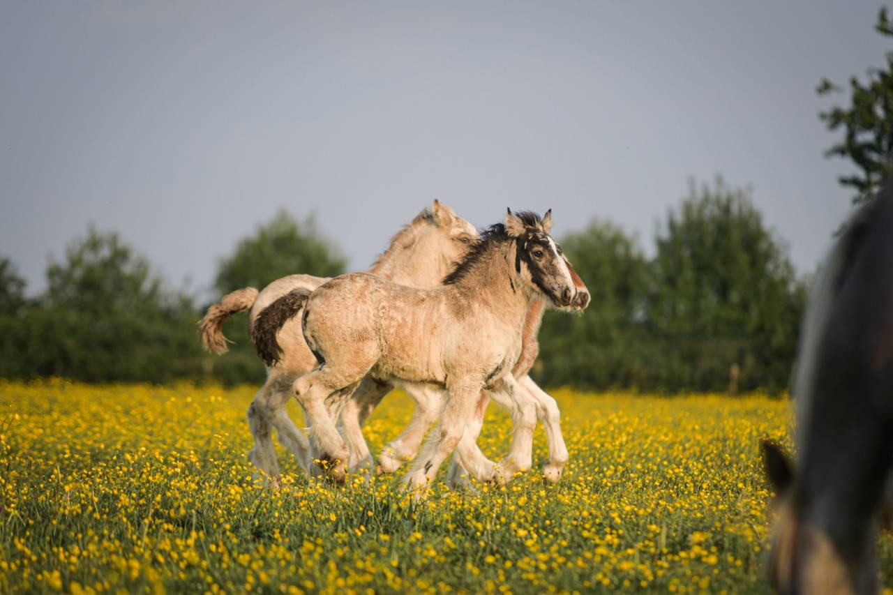 Pouliche Irish Cob PP Isabelle sooty Top caractère