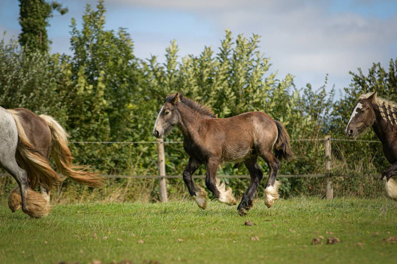 Pouliche Irish Cob PP Isabelle sooty Top caractère