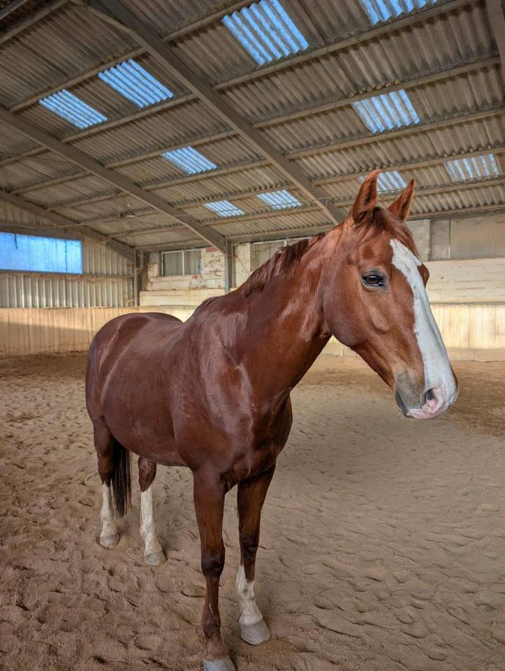 Selle français 13 ans 