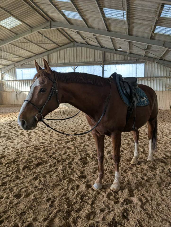 Selle français 13 ans 