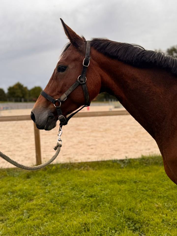 Jument - 6ans - CSO HUNTER CCE