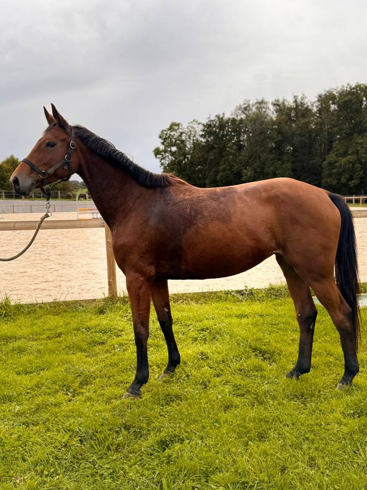 Jument - 6ans - CSO HUNTER CCE