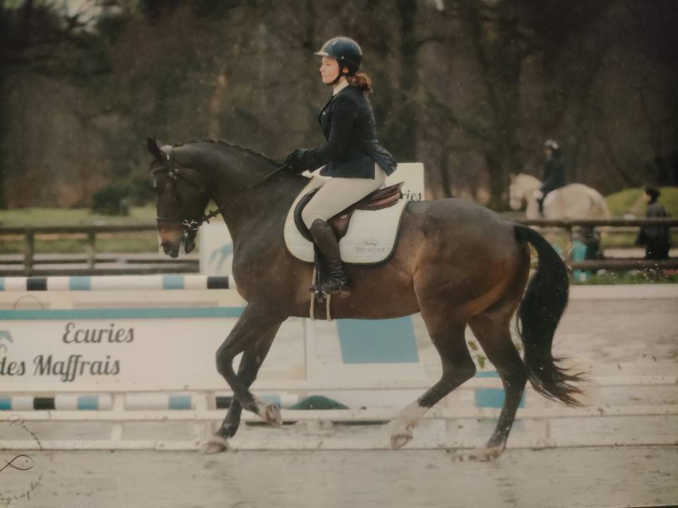 Vends hongre de 7 ans